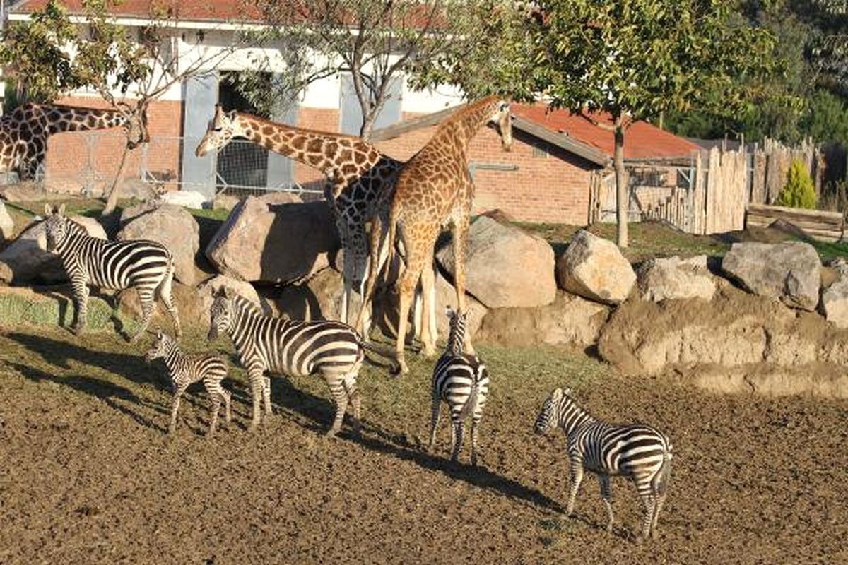 Doğal Yaşam Parkında Yavru Zebra İlgi Odağı