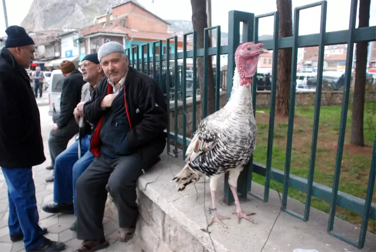 Hindi Satışlarında Sıkı Pazarlık