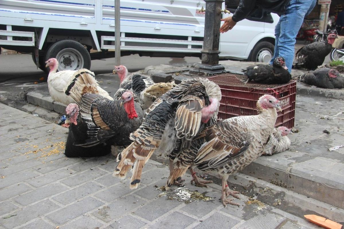 Kilis\'te Hindilere Rağbet Yok
