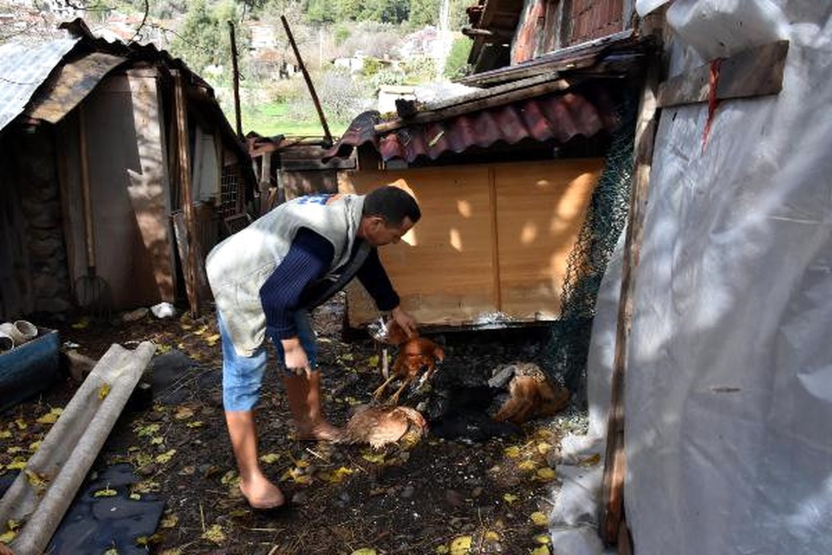 Marmaris\'te Şüpheli Tavuk Ölümleri