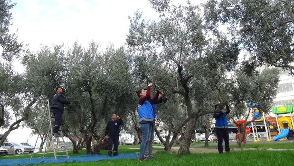 Mudanya\'da Yoksul Ailelere Ücretsiz Zeytinyağı