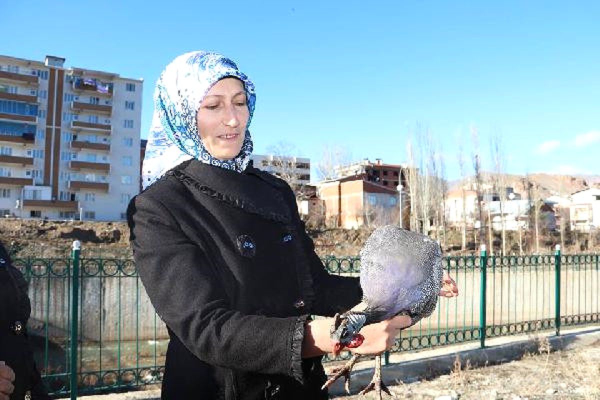 Oltu Çayına Düşen Tavuğu İtfaiye Kurtardı