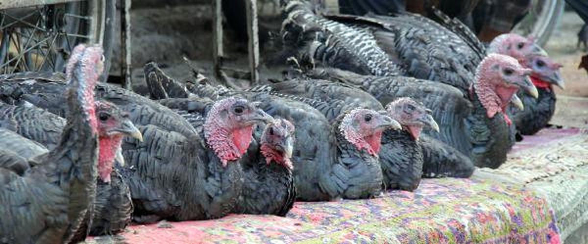 Şanlıurfa\'da Yılbaşı Hindileri Pazarda
