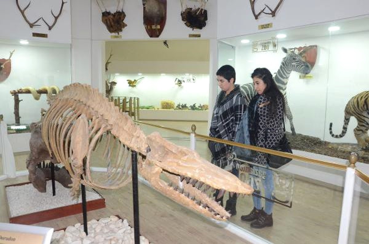 Türkiye\'nin İlk Zooloji Müzesi, Eğitim Merkezi Halini Aldı