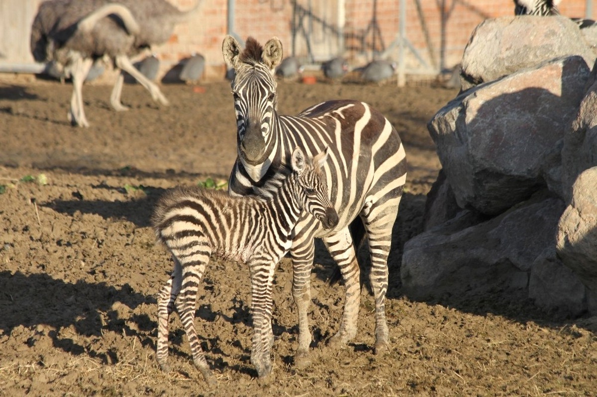 Yeni Doğan Zebra Yavrusu Parkın Neşesi Oldu