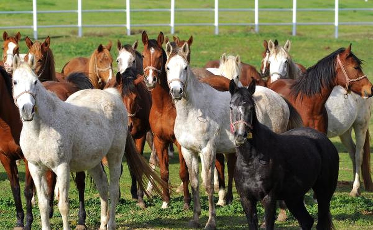 7 Kuşak Seceresi Belli Yarış Atları, 600 Yıldır Bursa\'da Yetiştiriliyor