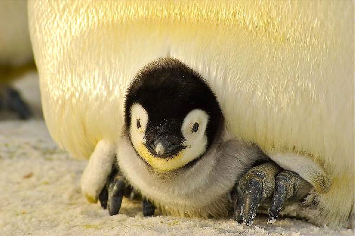 Kanada\'da Üşüyen Penguenler Kapalı Alanlara Alındı