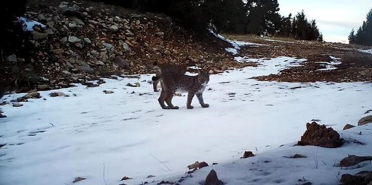 Koruma Altındaki Vaşak Ailesi Fotokapanla Görüntülendi