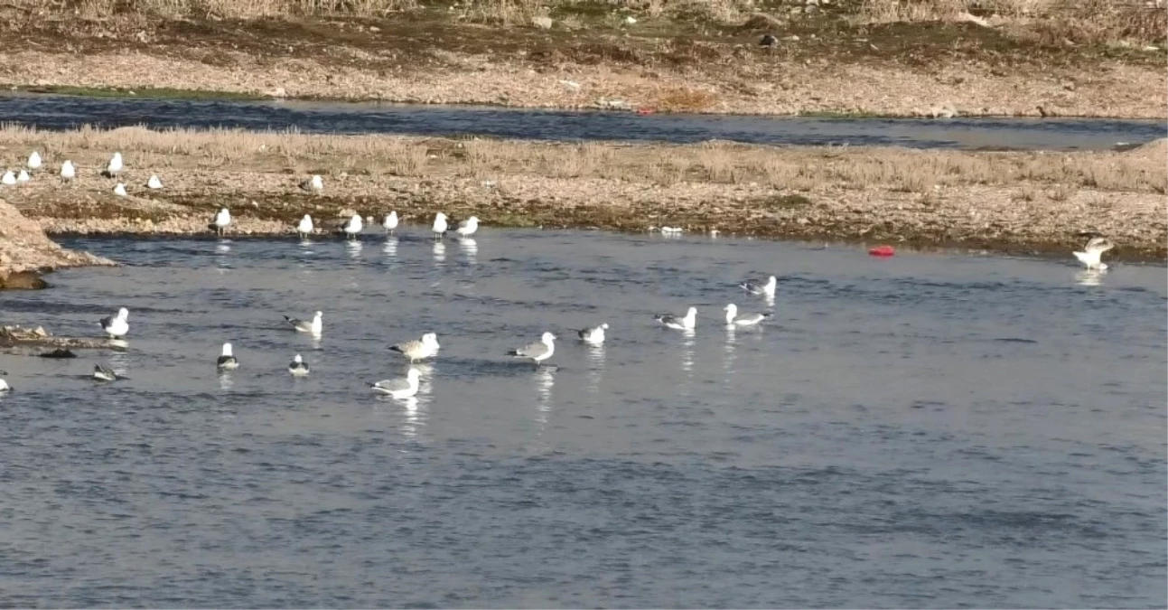 Murat Nehri\'nde Martılar Avlanmaya Başladı