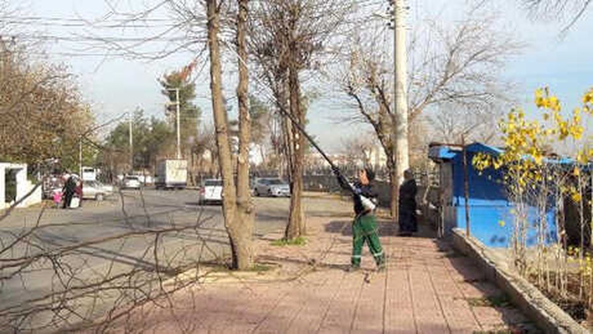 Budanan Ağaçların Dalları Yakacak Oldu