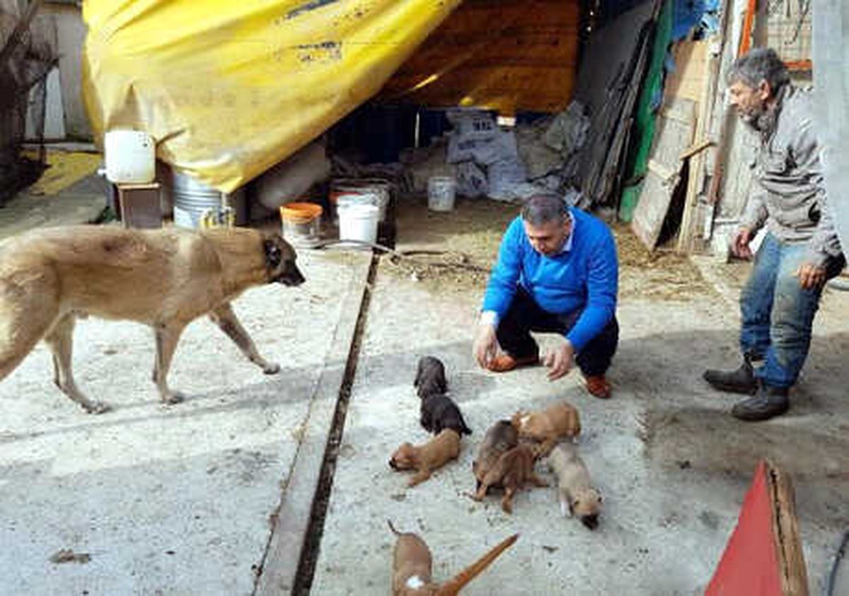 Hayvansever Savcı\' Yılın İlk Gününde Sokak Hayvanlarını Besledi