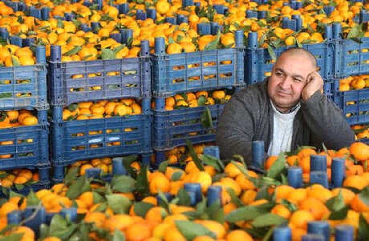 Narenciye Bu Yıl da Para Etmedi