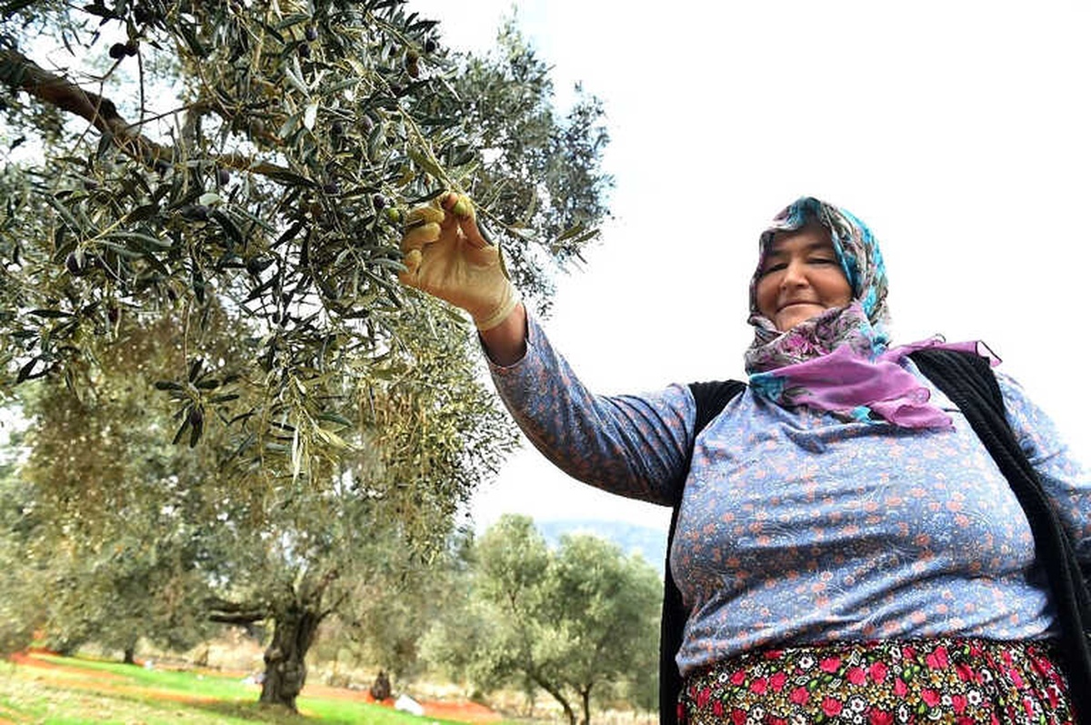 Sinek "Tuzağa" Takıldı, Rekolte Arttı