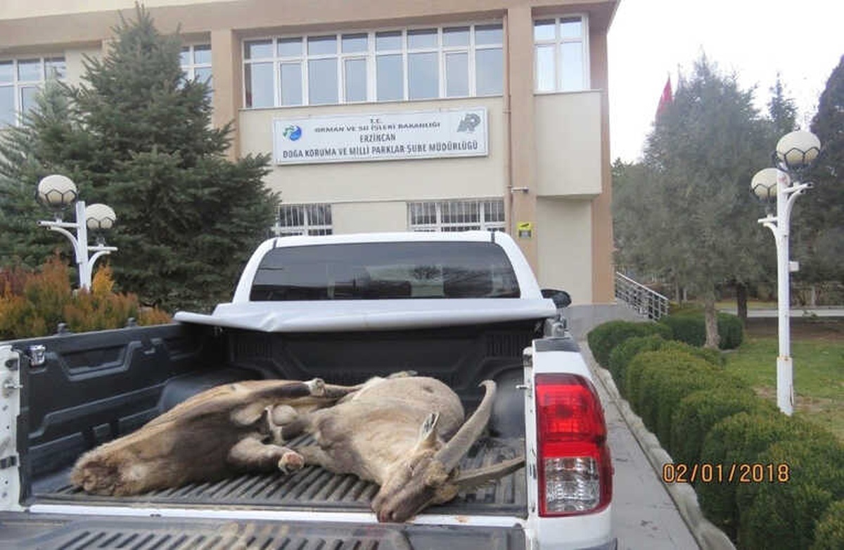 Erzincan da Yaban Keçisini Vuran 4 Avcıya 29 Bin 636 TL Para Cezası Kesildi