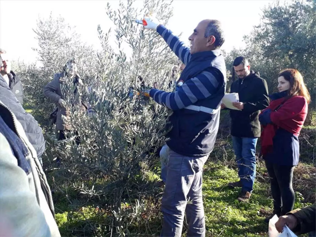 Manisa\'da Zeytin Budama Eğitimi