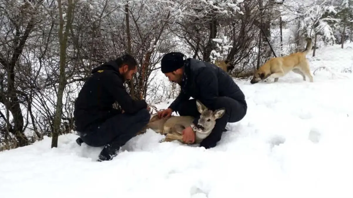 Yolunu Şaşıran Karaca Bahçeye Girdi