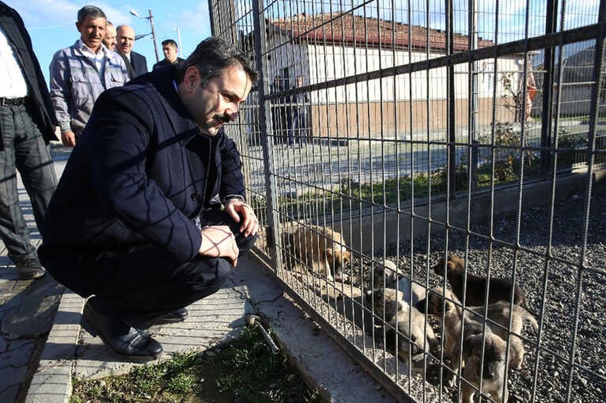 Başkan Eroğlu, Hayvanseverleri Barınağı Gezmeye Davet Etti