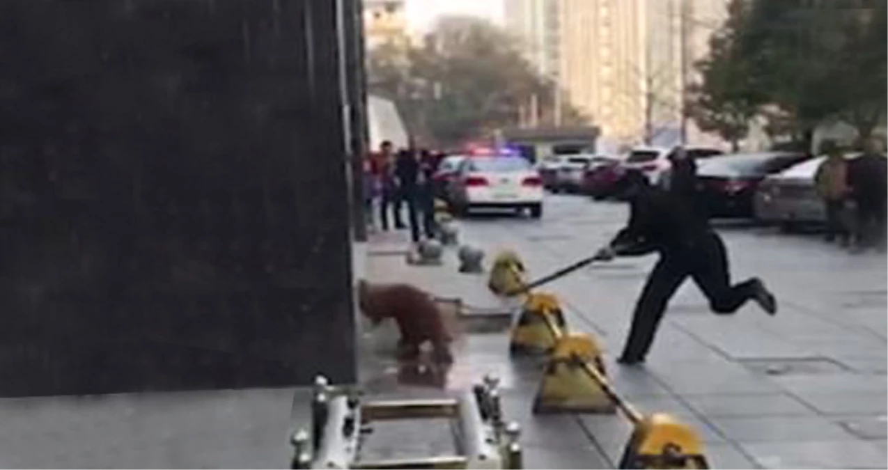 Çin\'de Polis, Golden Cinsi Köpeği Sokak Ortasında Sopayla Döverek Öldürdü