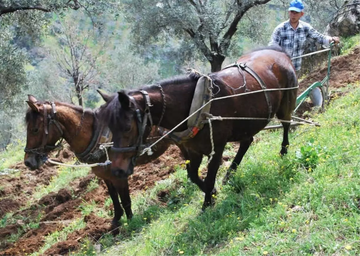 Desteklemeler Cazip Hale Geldi, Aydın\'da Çiftçi Sayısı Arttı