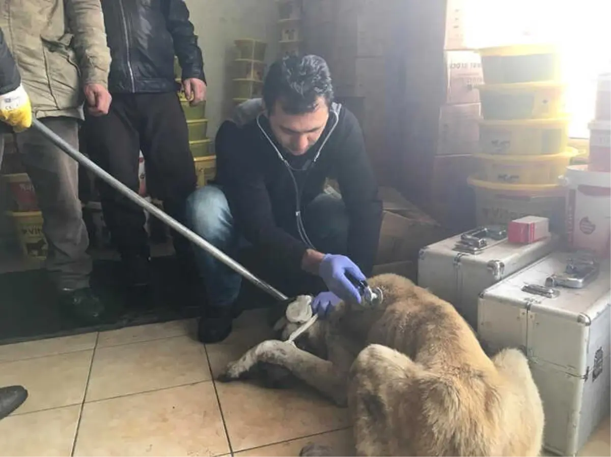 İpe Bağlı Olarak Sokağa Terk Edilen Köpek Barınakta Tedavi Edildi