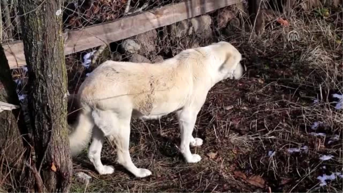 Kastamonu\'daki Yangın - Çataloğlu Ailesinin Köpeği Bulundu