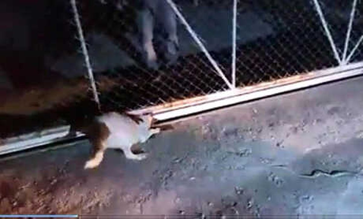 Kedi Kovalarken Kapıya Sıkışan Köpeği İtfaiye Kurtardı