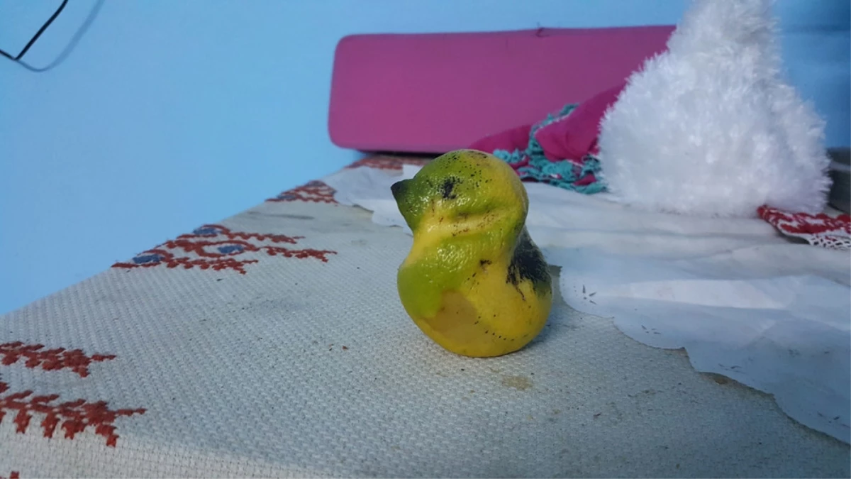 Muhabbet Kuşu Değil Limon
