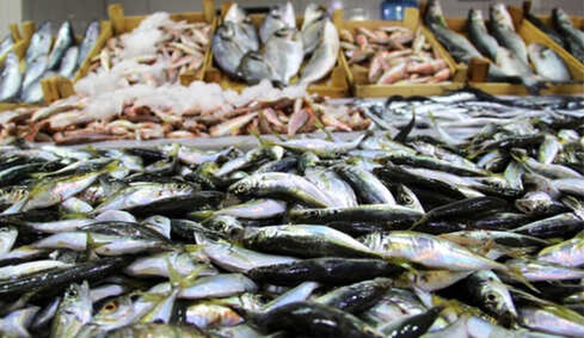 Tezgahlarda Balık Fiyatları Düşmüyor