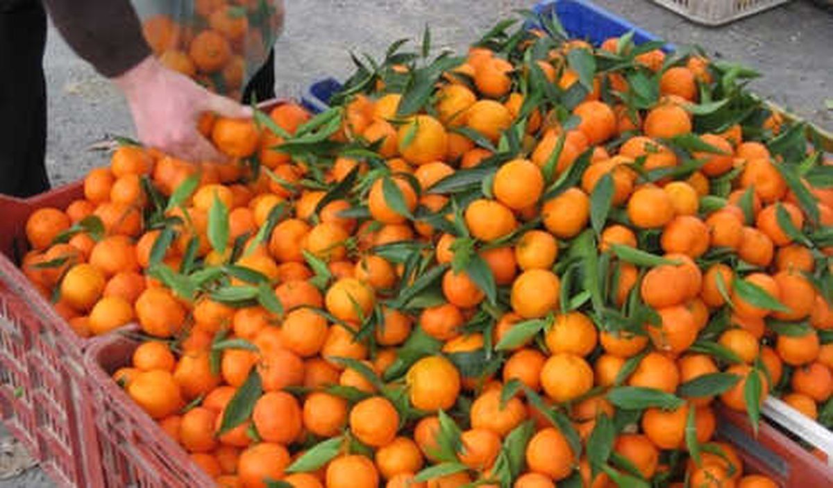 Turunçgilde İhracat Şampiyonu Mandalina Oldu