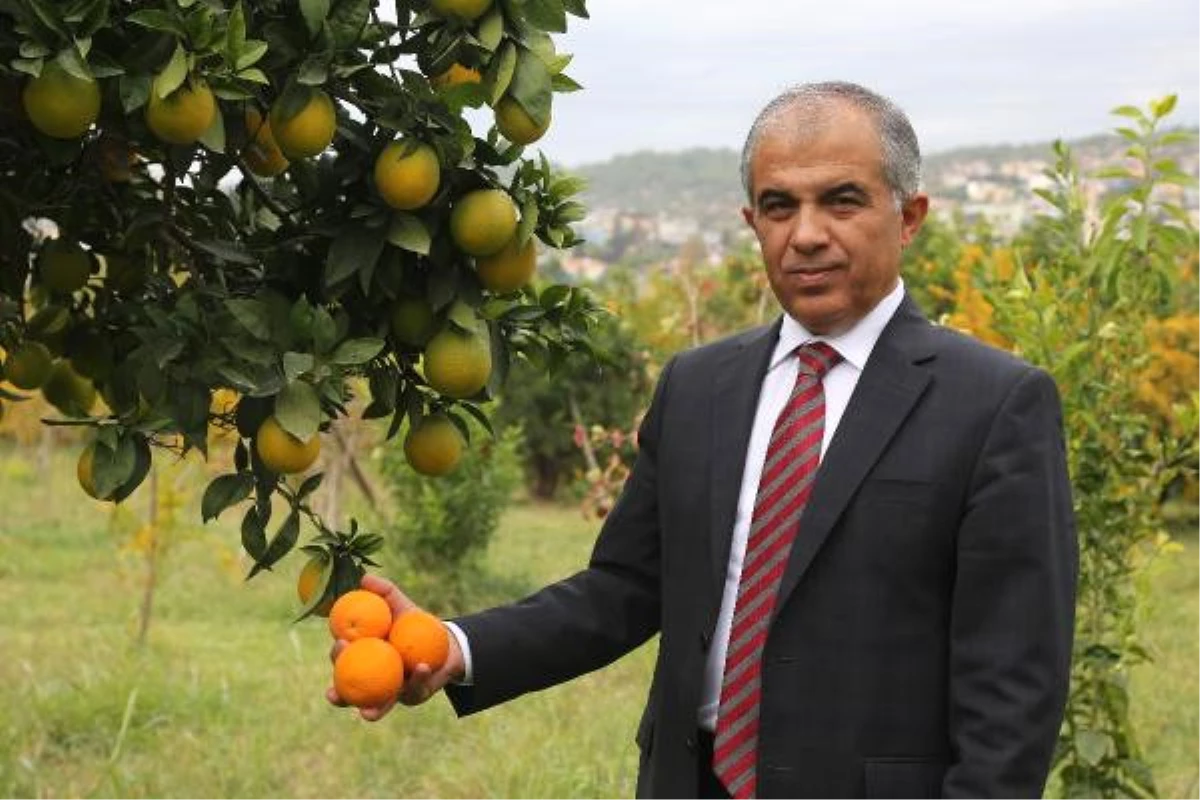 Turunçgillerde İhracat Şampiyonu Mandalina