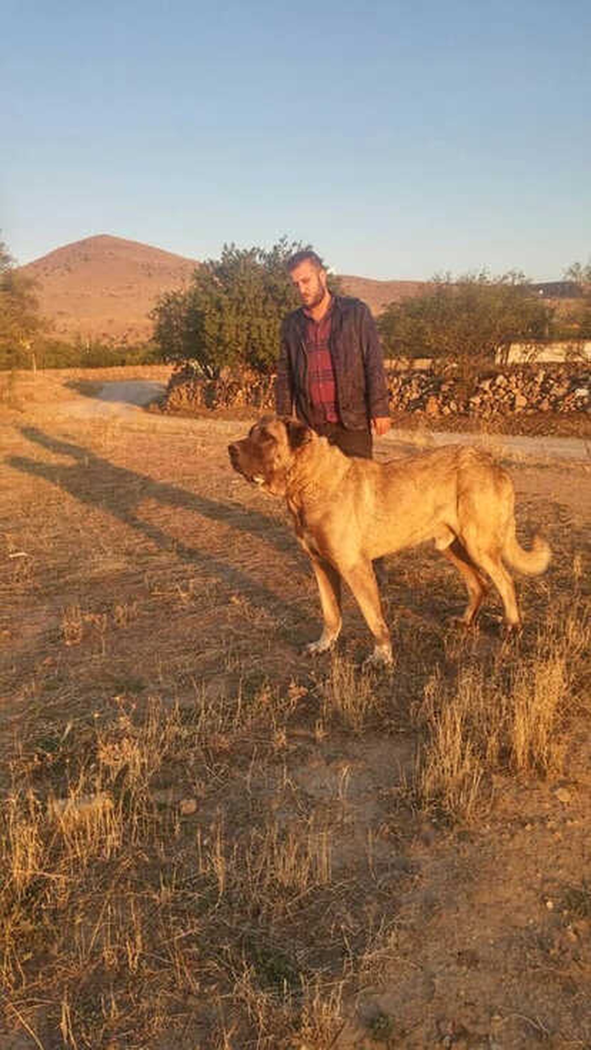 Yılbaşı Gecesi Yaşanan Köpek Hırsızlığı Güvenlik Kamerasında