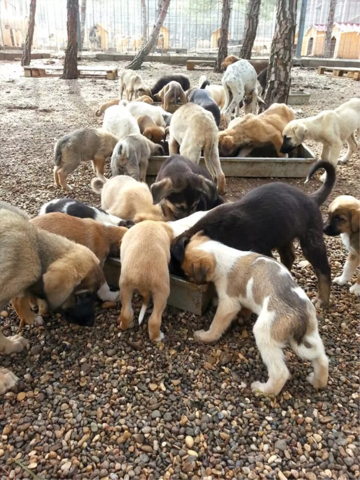 Kahramanmaraş\'ta 4 Bin Sokak Hayvanına Sahip Çıkıldı