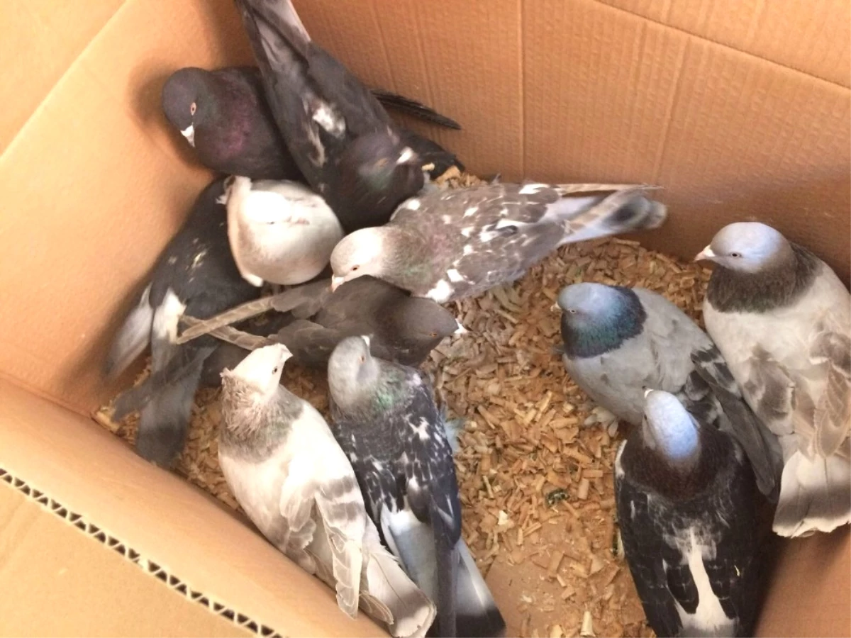 Karaman\'da 110 Güvercini Çaldığı İddia Edilen 3 Şüpheli Yakalandı