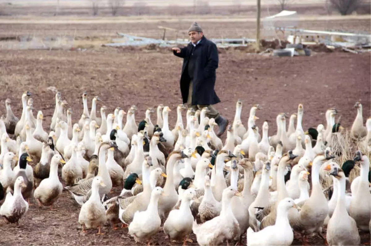 20 Kazla Başladı, Hedefi Üç Yılda 50 Bin Kaz