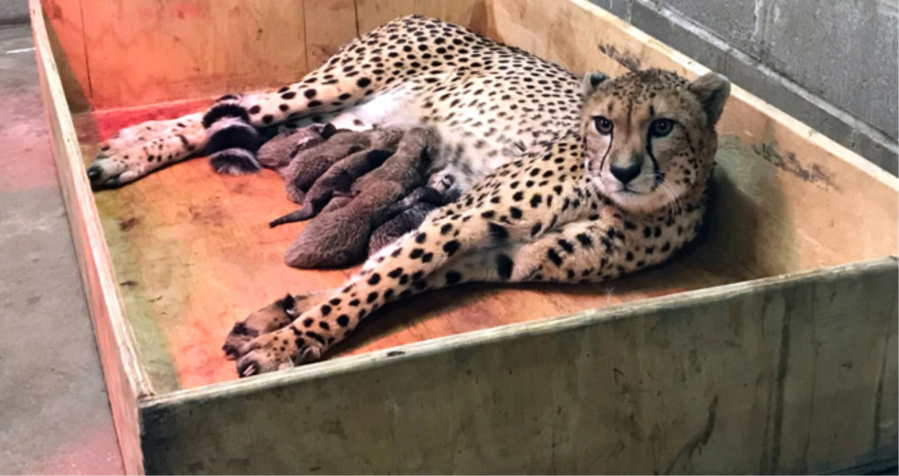 ABD\'de Bir Çita 8 Yavru Dünyaya Getirdi, Bir İlk Olarak Tarihe Geçti