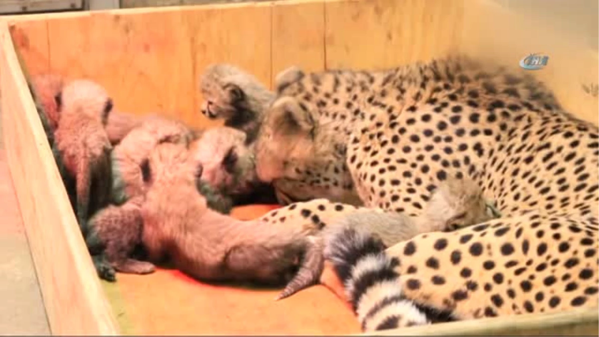 ABD\'de Bir Çita 8 Yavru Dünyaya Getirdi