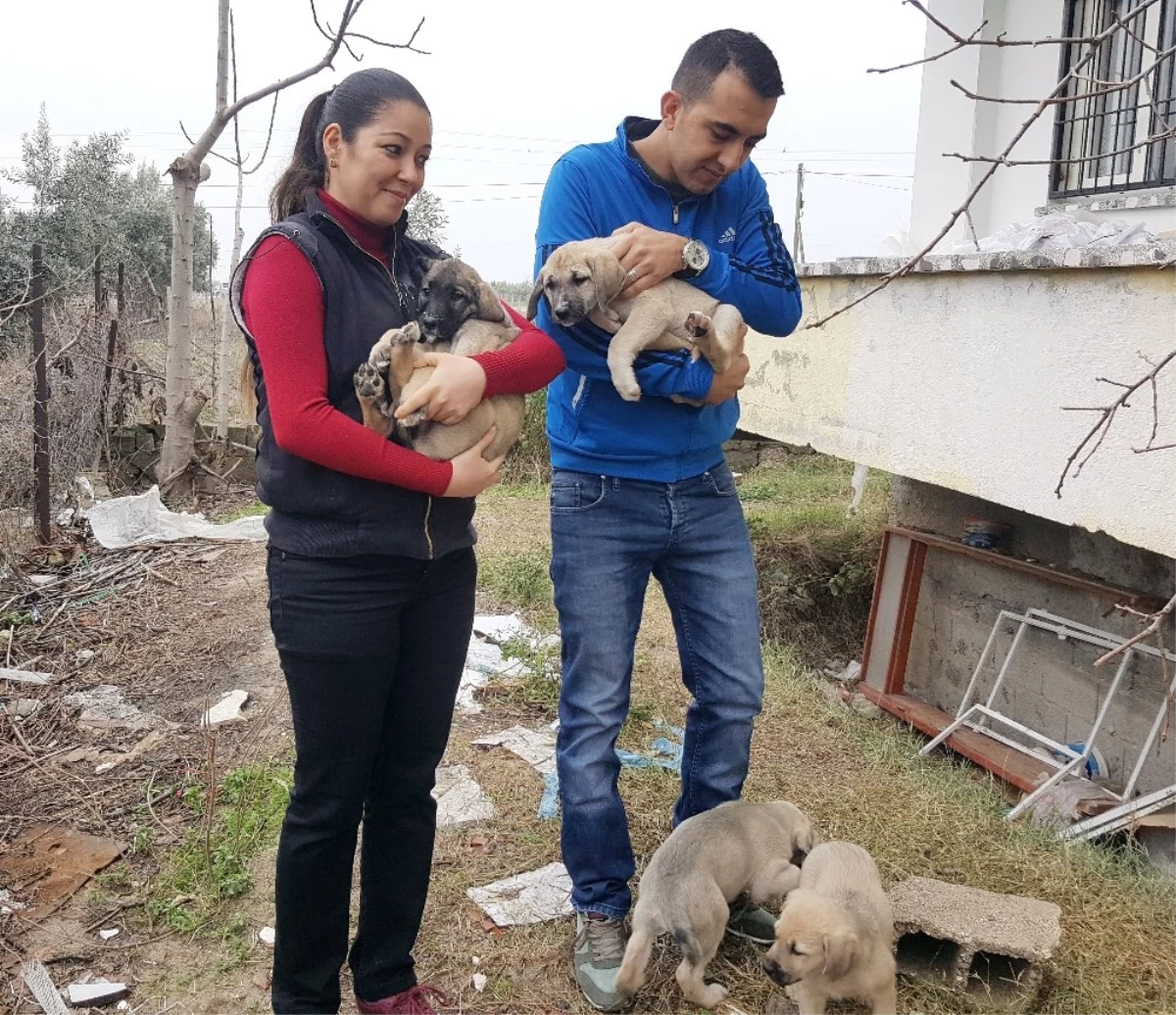 Annelerinin Terk Ettiği 8 Yavru Köpeğe Yuva Oldular