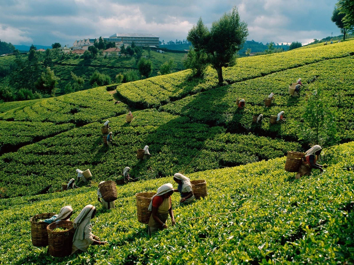 Bakan Fakıbaba: Çayda Organik Tarıma Geçeceğiz