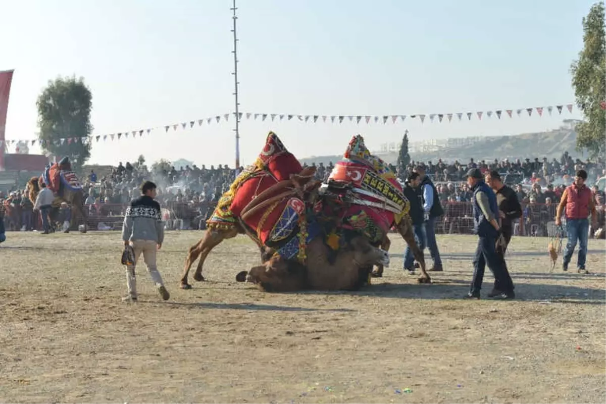 Çiğli, Deve Güreşleri ile Şenlenecek