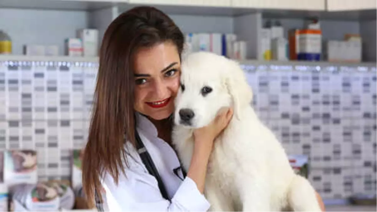 Köpekler Ne Zaman Kısırlaştırılmalı?