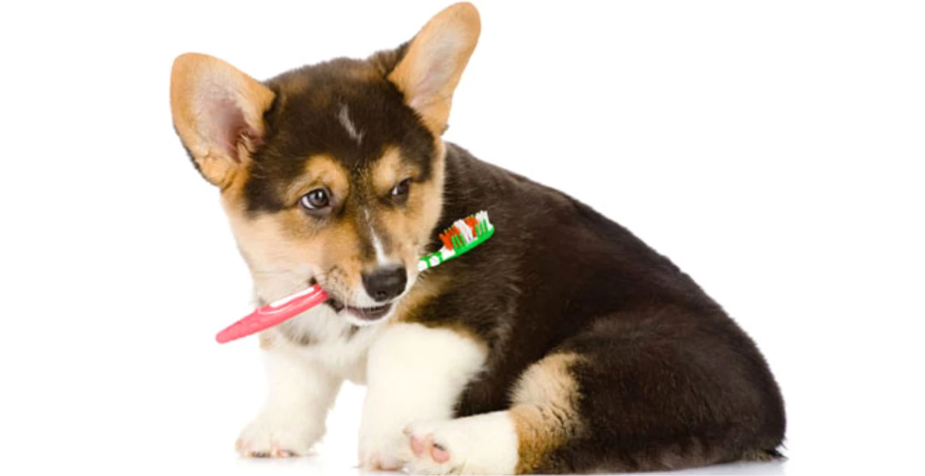 Köpeklerde Günlük Diş Bakımı Nasıl Olmalıdır?