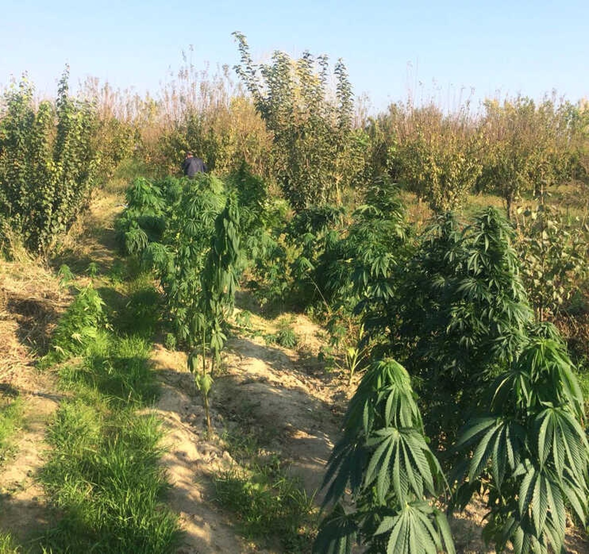 Lice\'de El Yapımı Patlayıcı ve 1, 8 Kilo Esrar Ele Geçirildi