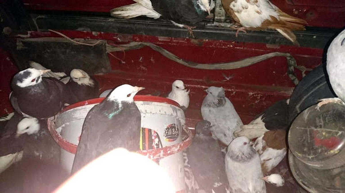 Otomobilin Bagajından Çalıntı Güvercin Çıktı