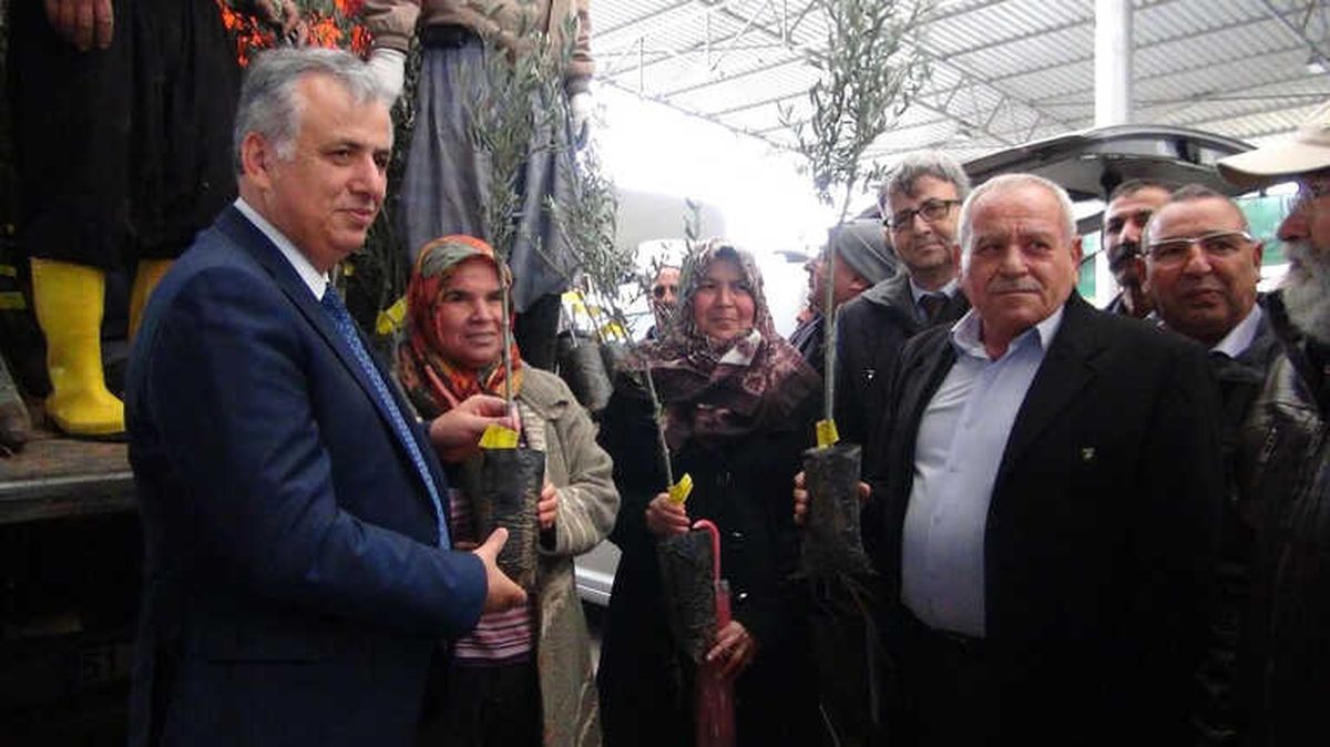 Silifke\'de Çiftçilere 10 Bin Zeytin Fidanı Dağıtıldı