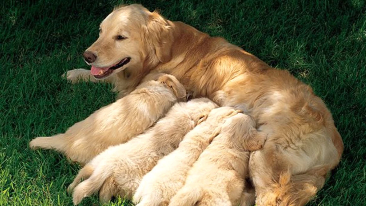 Yavru Köpek ile Anne Köpek Birbirinden Ne Zaman Ayrılmalı?
