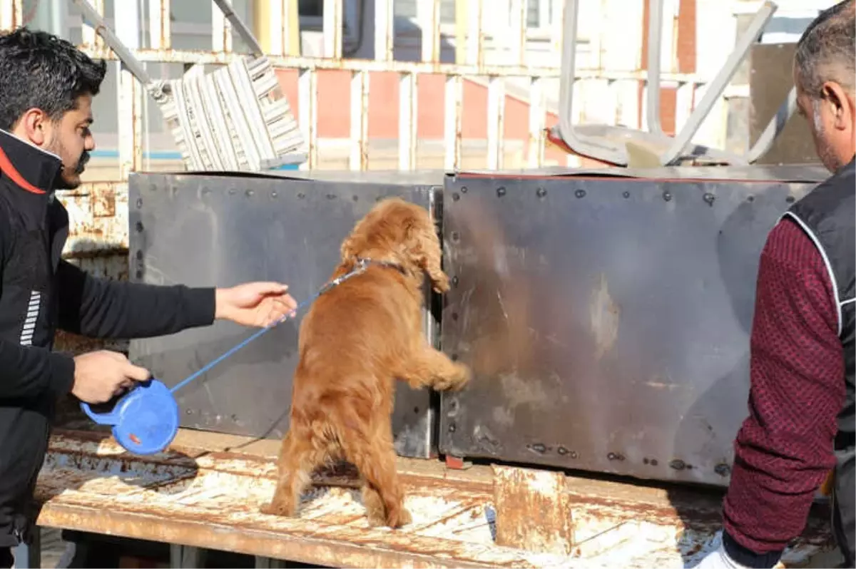 Deterjanlı Önlem Narkotik Köpeğinden Kaçmadı