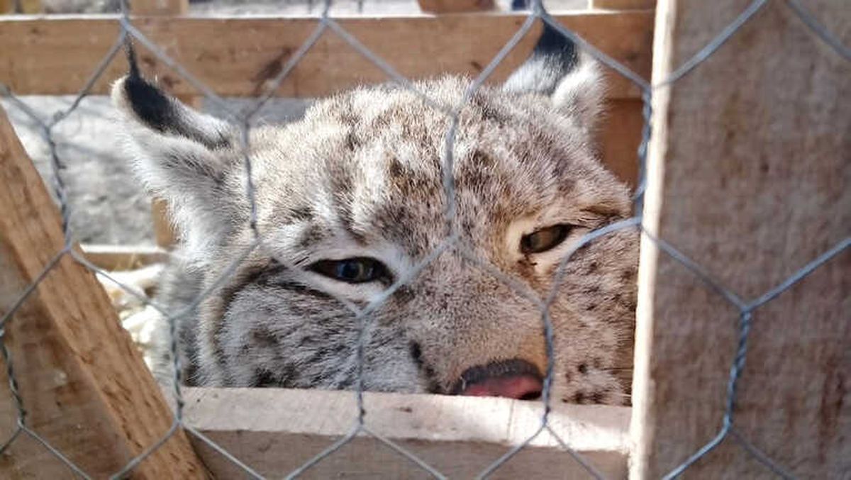 Vaşağı Kedi Gibi Sevdi