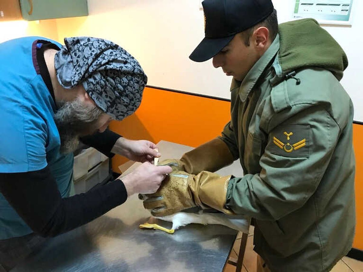 Yaralı Martıyı Sahil Güvenlik Ekipleri Kurtardı