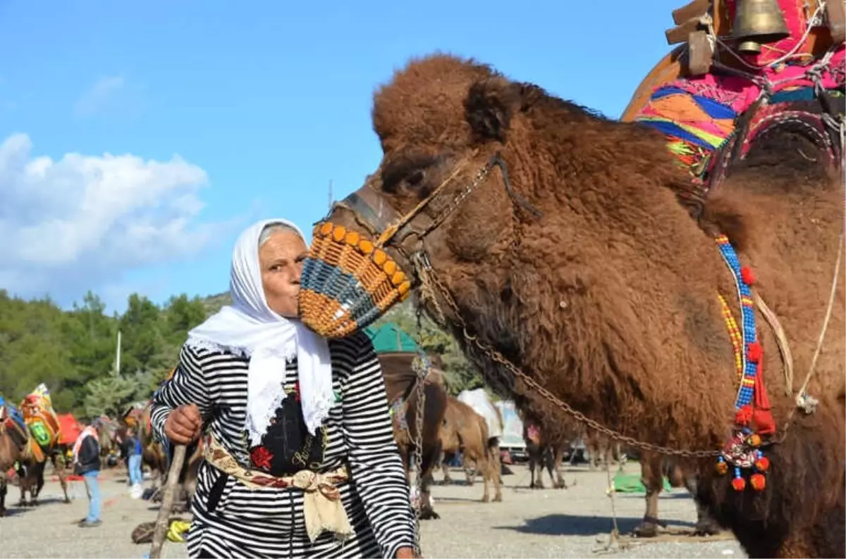 Binlerce Kişi Bodrum\'daki Deve Güreşine Akın Etti