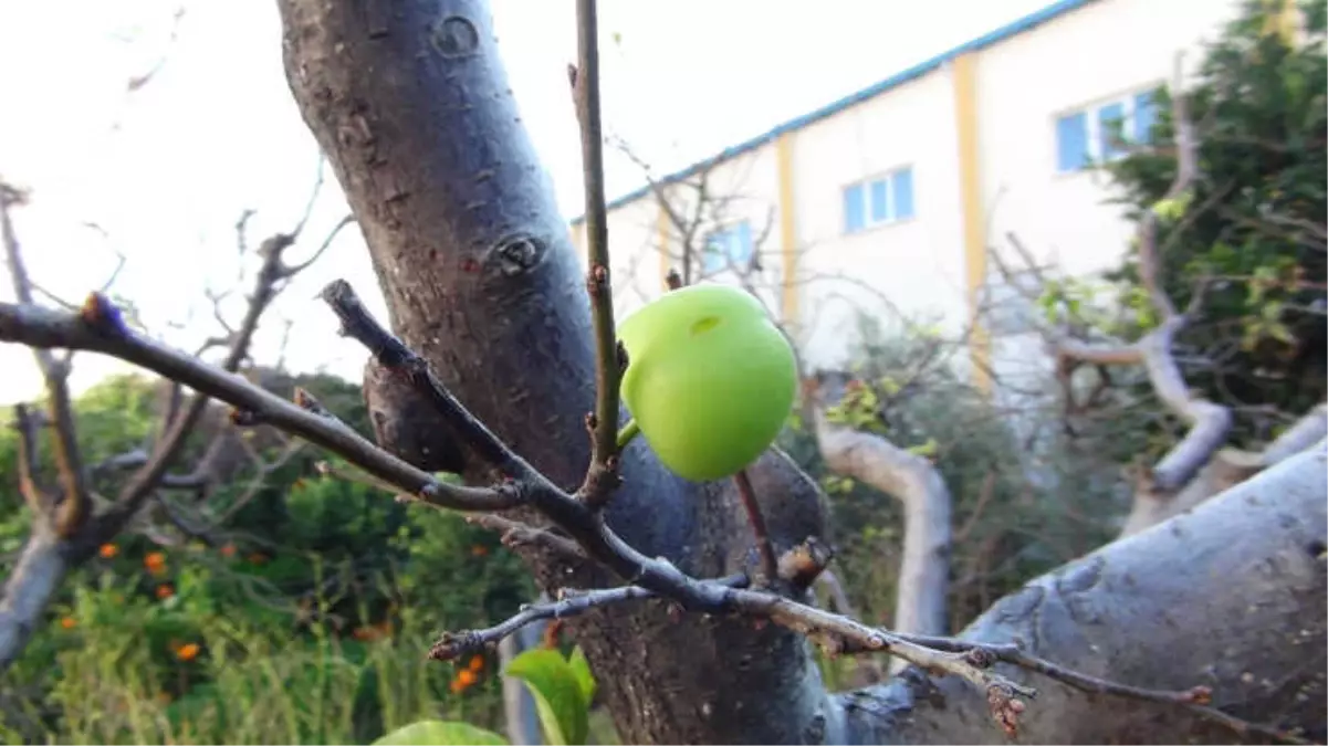 Havalar Bitki ve Ağaçları da Şaşırttı